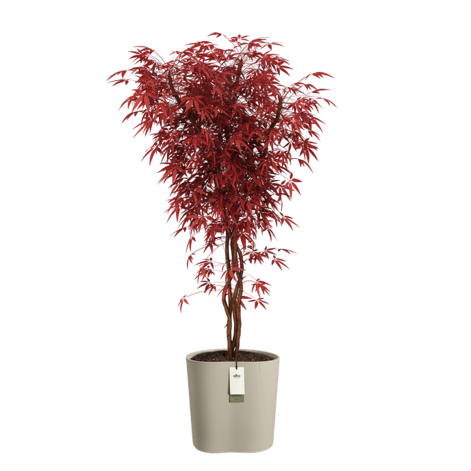 eden aquacare medium 40cm tortora tenue